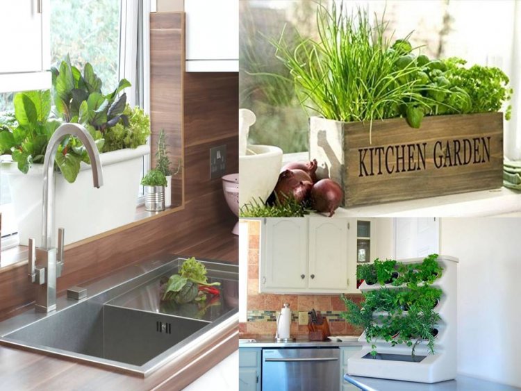 Indoor Garden: ठंडक व ताजगी के साथ किचन को मिलेगा यूनिक लुक
