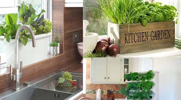 Indoor Garden: ठंडक व ताजगी के साथ किचन को मिलेगा यूनिक लुक