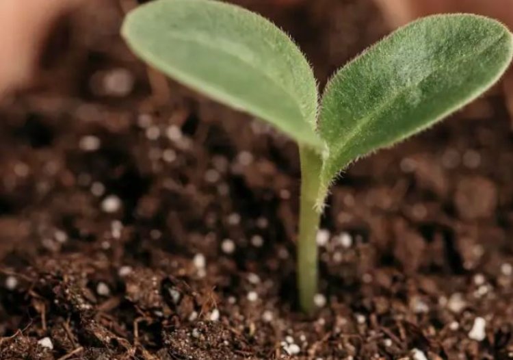 IIT Kanpur ने बनाया मिट्टी की गुणवत्ता की जांच करने वाला एप, किसानों को मिलेगी मदद