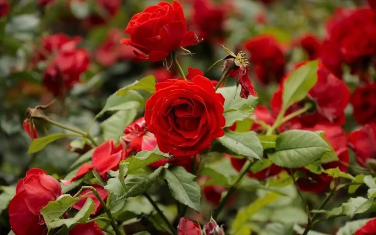 Vastu Tips : एक गुलाब बदल सकता है आपका भाग्य, जानिए इस पौधे को घर में कैसे लगाए